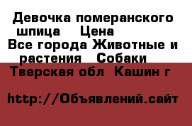 Девочка померанского шпица. › Цена ­ 40 000 - Все города Животные и растения » Собаки   . Тверская обл.,Кашин г.